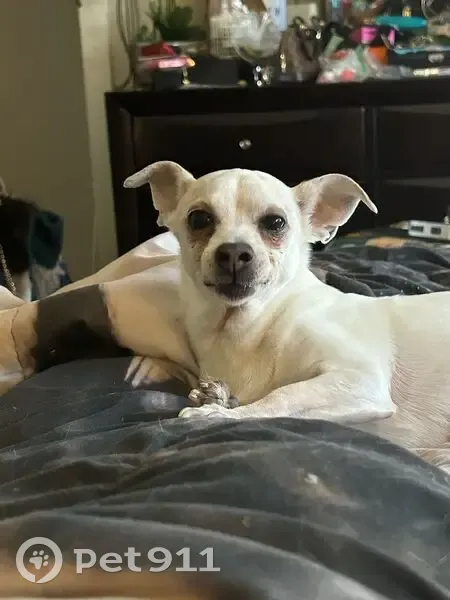 Lost female dog, Dekalb Pike, Blue Bell - answers to Chichi - photo