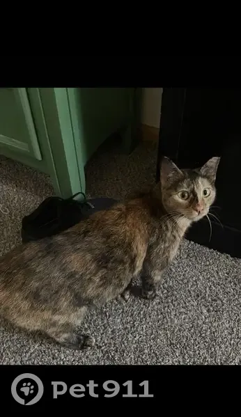 Lost female cat, Misty Hollow Drive West, Jacksonville - skittish with tipped ear - photo