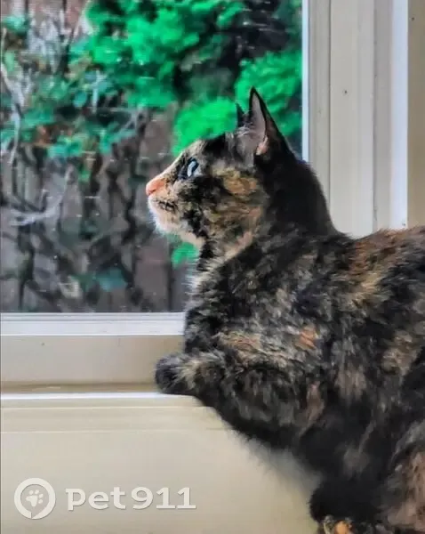 Lost female cat, Dawson Drive, Providence Village - tortie with a light beige face - photo