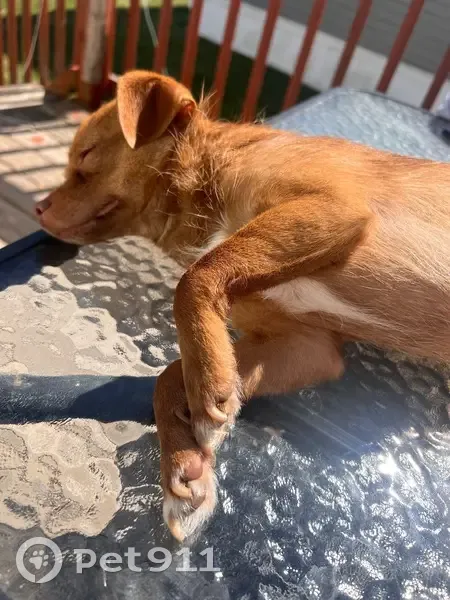 Lost male dog, Hupa Way, Indianapolis - small brown Chihuahua - photo
