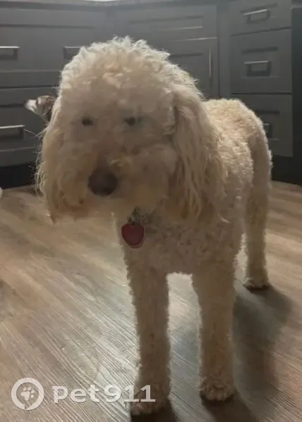 Lost female dog, Secretariat Drive, Lawrenceburg - apricot goldendoodle - photo