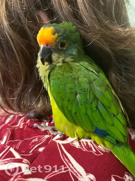 Lost female bird, Goehring Pond Road, West Newton - bright green with blue/purple wings - photo