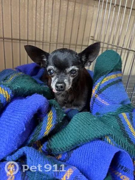 Found female dog, West McNeil, 700, Show Low, Tempe - very old with mouth deformity - photo