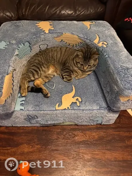 Lost male cat, South 14th Street, Lincoln - scared & shy - photo