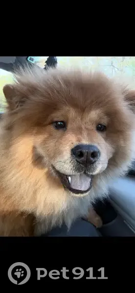 Lost female dog, California, Maryland - heart-shaped face - photo