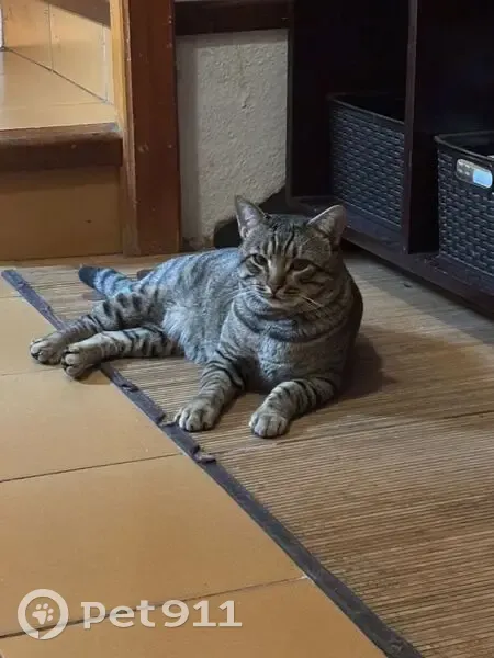 Gato perdido Macho, Pozuelo de Alarcon (sl495427) - photo