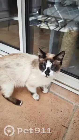 Trouvé Chat Femme, Rue Notre Dame du Rosaire, Limoux - type siamoise avec strabisme - photo