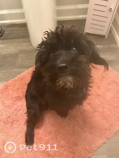 Lost male dog, Quail Lane, Lexington - black Yorkiepoo with brown beard - photo