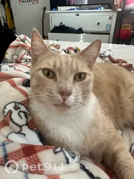 Lost male cat, Kelseyville, San Francisco - orange and white tabby - photo