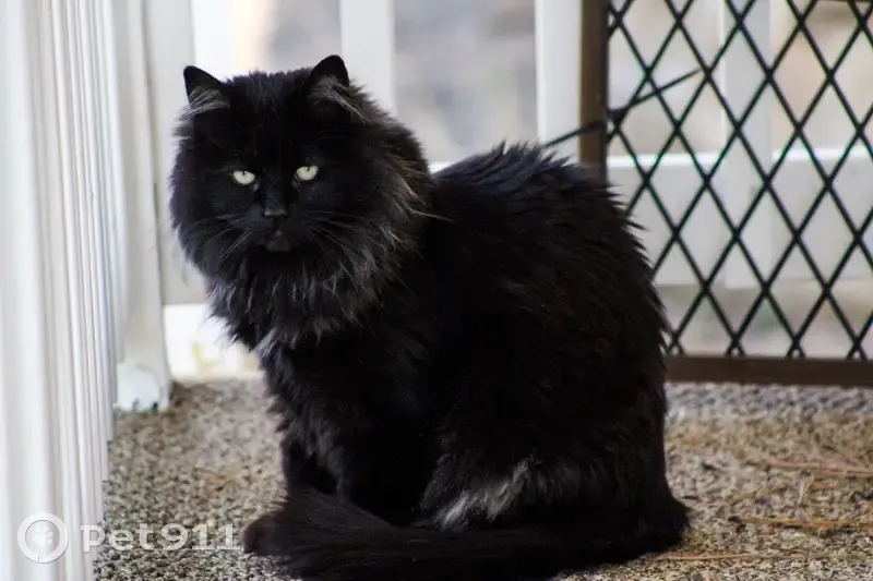 Lost male cat, View Drive, Prescott - black with a white patch on ear - photo