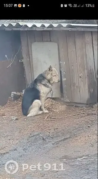 Зник собака, провулок Вдовенка, 14, Дніпро - дуже добра - photo