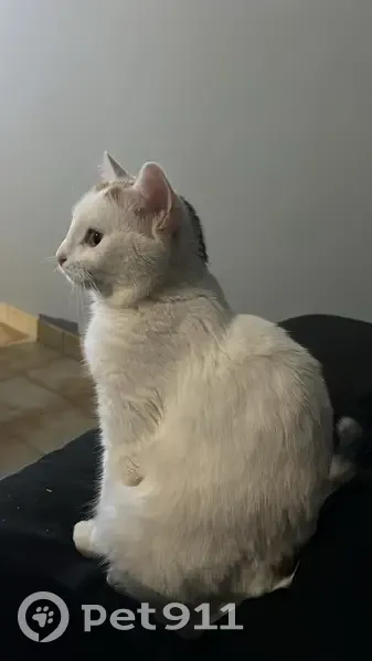 Chat perdu, Route du Bois Bordet, 407, Lacapelle-Marival, Toulouse - femelle stérilisée - photo