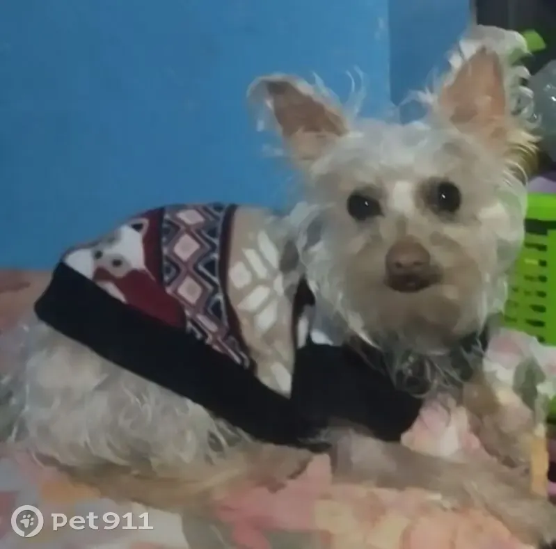 Perro perdido Hembra, Ciudad Nezahualcoyotl (mxl489264) - photo