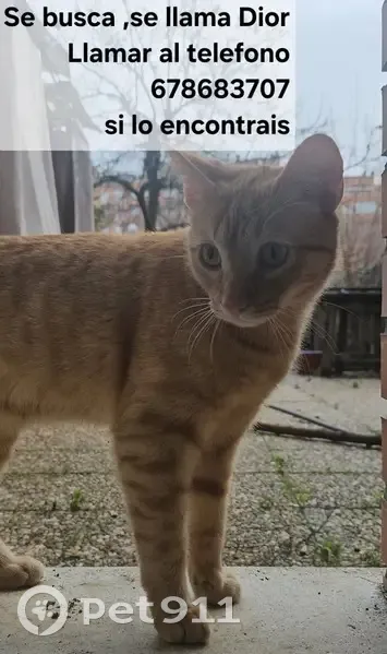 Perdido gato masculino, Calle del Laurel, Móstoles - atigrado pelirojo - photo