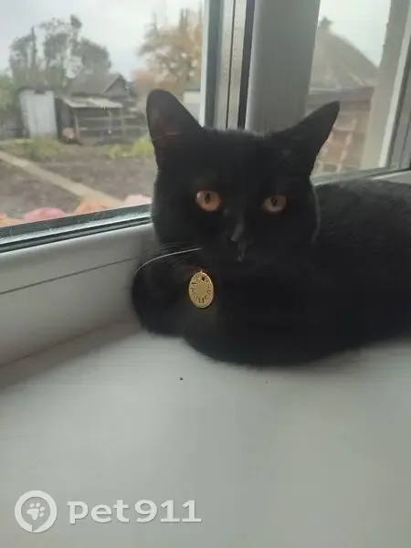 Зникла кішка, Шефський провулок, Золотоноша - яскраво рожевий ошейник - photo