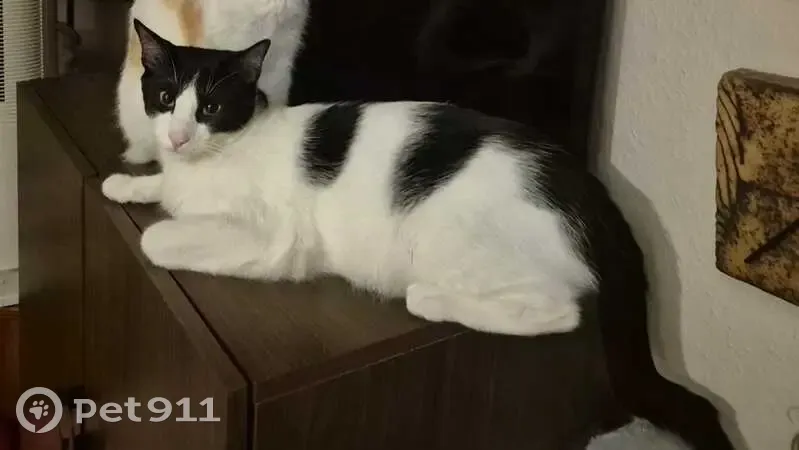 Perdido gato masculino, Rambla de Santa Cruz, Santa Cruz de Tenerife - photo