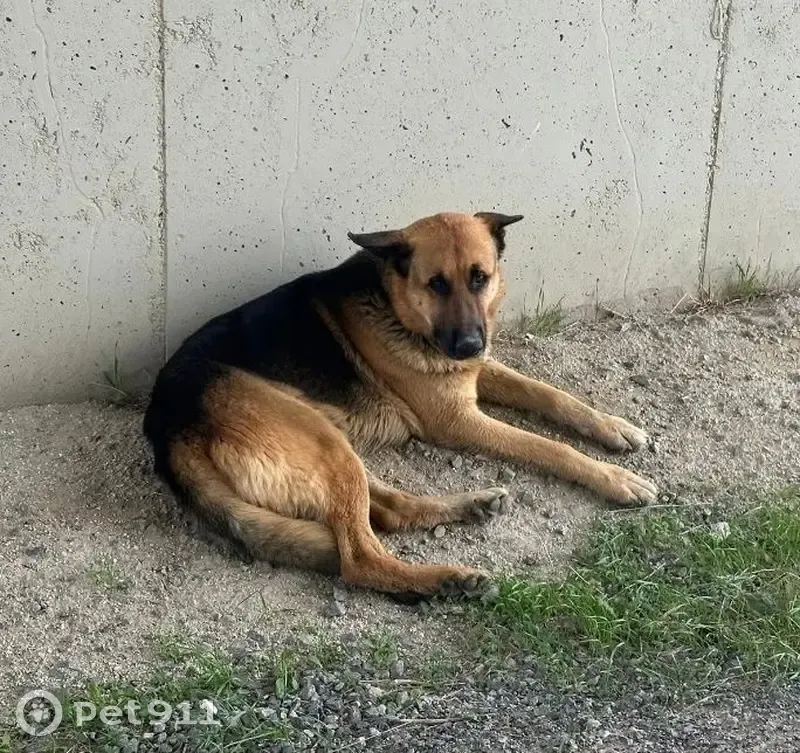 Perdido perro masculino, Calle de la Magdalena, Villasequilla - marrón oscuro y claro - photo