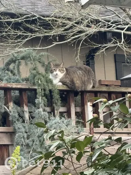Lost male cat, Frontero Avenue, Los Altos - chubby and white-faced - photo