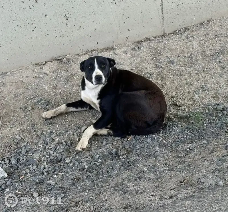 Perdido perro masculino, Calle de la Magdalena, Villasequilla - cachorro dócil y juguetón - photo