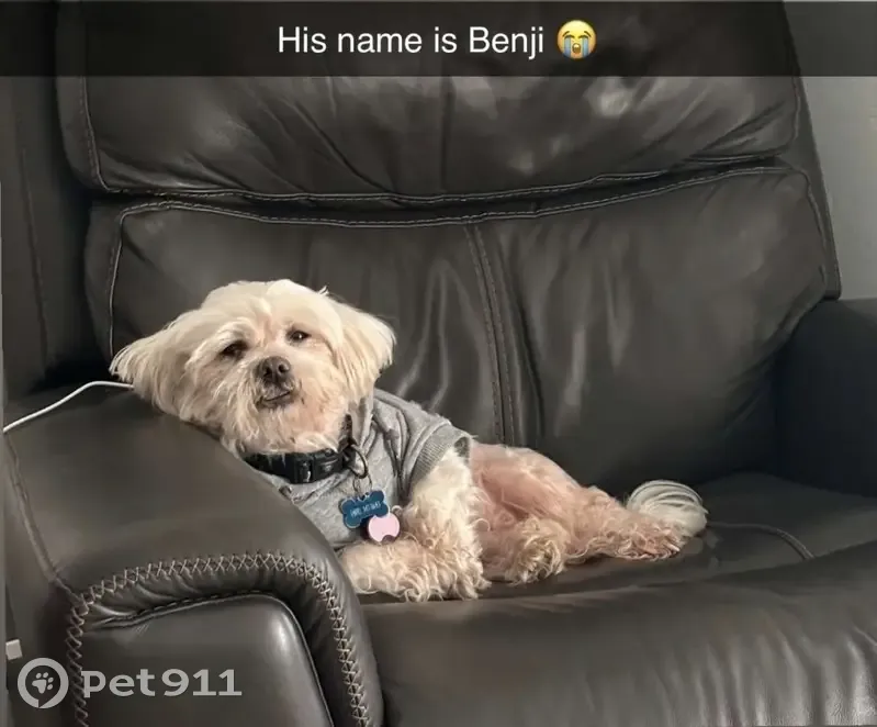 Lost male dog, Central Falls, East Providence - white Shih Tzu - photo