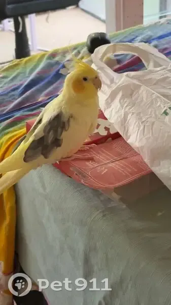 Lost male bird, Kenmore Road, Brisbane - yellow body with grey markings - photo