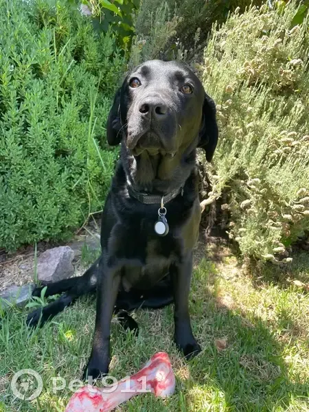 Lost Male Dog, Glen Alice Road, 1275, Sydney - Friendly Black Labrador - photo