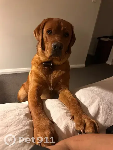 Lost male dog, Glen Alice Road, Mid-Western Regional, Sydney - red Labrador, 8 months old - photo