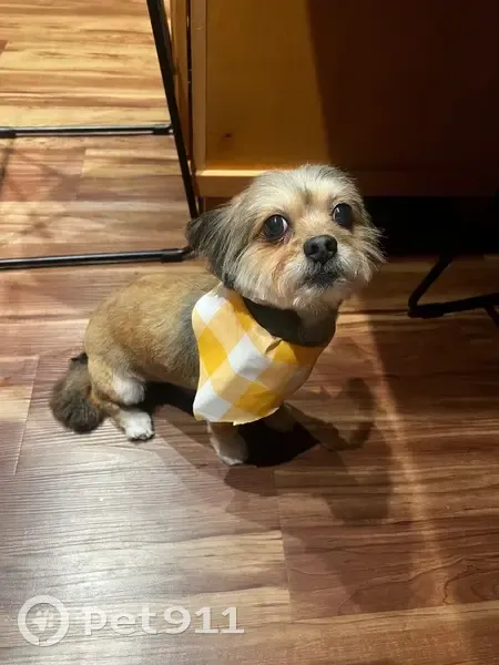 Lost male dog, Village Lake Drive, Charlotte - light brown with white & gray - photo