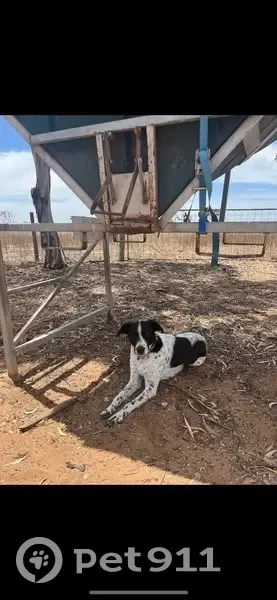 Lost male dog, Langhorne Creek Road, Langhorne Creek, Strathalbyn - black and white, medium to large size - photo