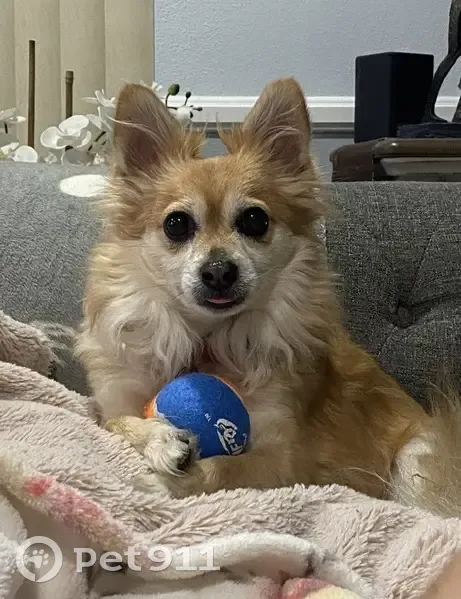 Missing dog Male, Los Angeles (usl534499) - photo