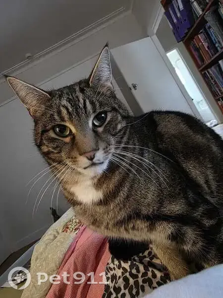 Lost male cat, City of Frankston, Frankston - photo