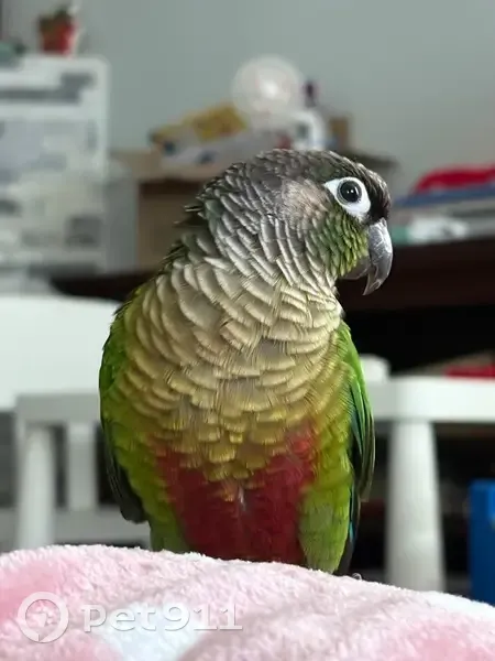 Lost male bird, 181st Place Southeast, Covington - photo