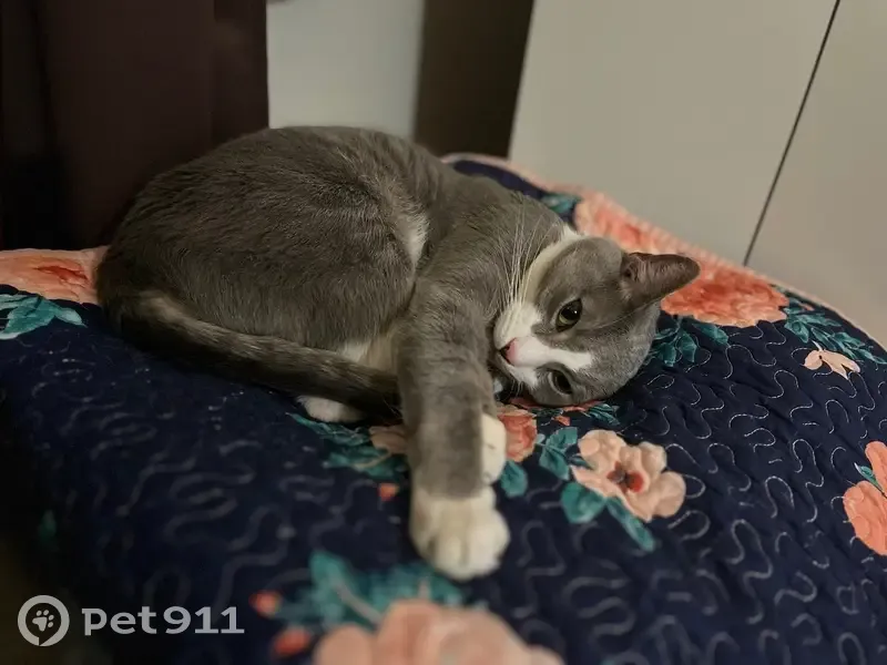 Lost male cat, Iyannough Road, 1029, West Yarmouth - gray with white chest and paws - photo