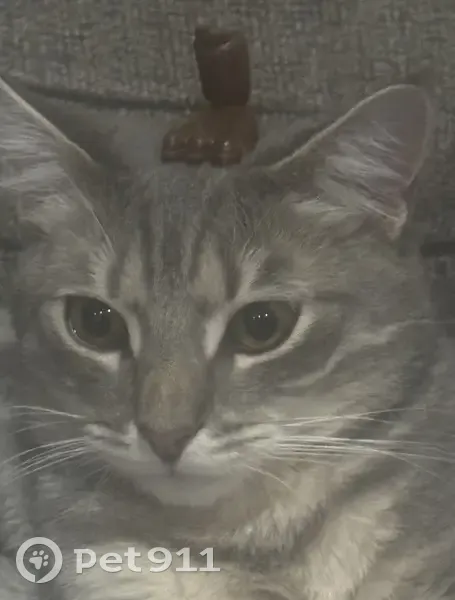 Lost male cat, Colts Neck Drive, Winslow Township, Sicklerville - grey & white short hair - photo