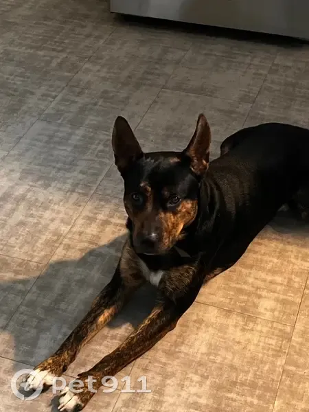 Lost Male Dog, South 37th Street, 1909, Temple - black with a white chest spot - photo