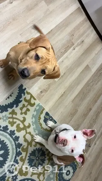 Lost female dog, Dolphin Drive Southeast, Cartersville - two collars - photo