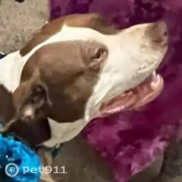 Lost male dog, West Carol Avenue, 7600, Peoria, Phoenix - brown and white pitbull named Teddy - photo