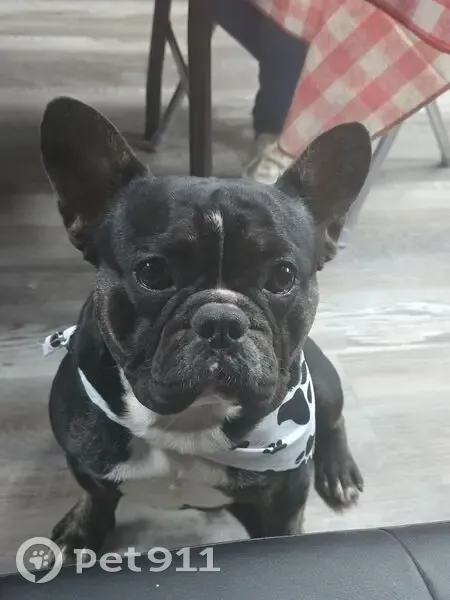 Lost male dog, West 8th Avenue, 1050, Mesa - black with white chest patch - photo