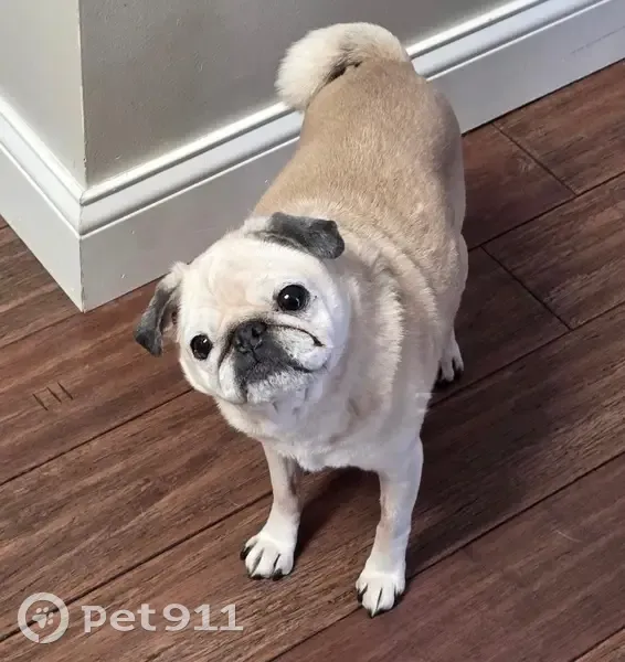 Lost female dog, 220th Lane Northeast, Wyoming - 12-year-old tan and white pug - photo