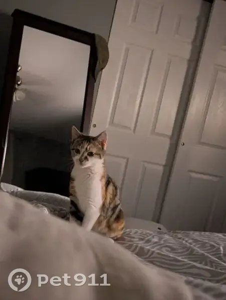 Lost female cat, Braithwaite Lane, Quakertown - tan, black and white - photo