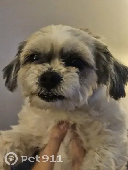 Lost female dog, Gilman Street, Hartford - brown spot on back - photo