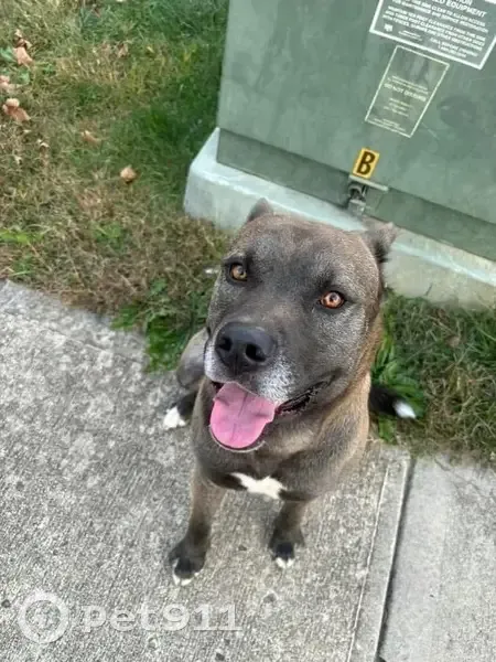 Lost male dog, East Troy Avenue, Indianapolis - unique color - photo