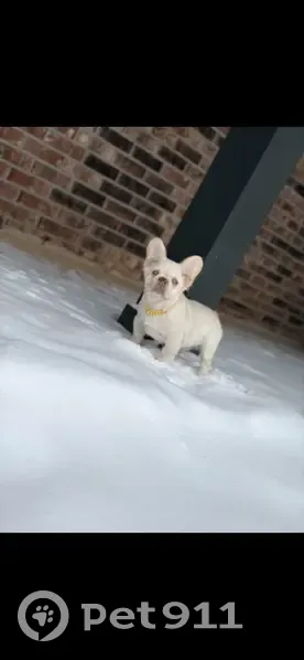 Lost male dog, Haven Drive, Midwest City - long-haired Frenchie - photo