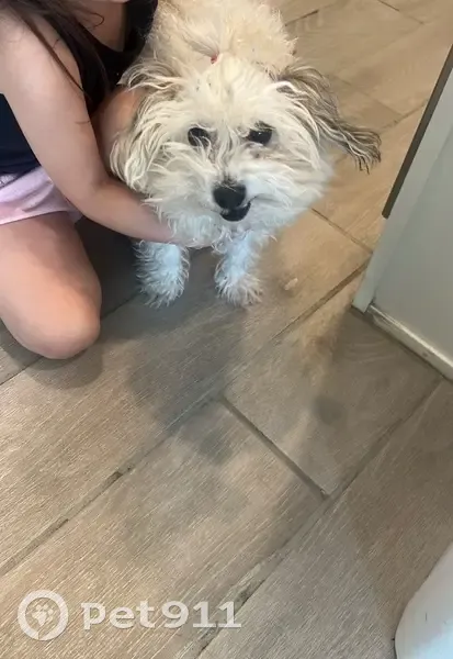 Lost female dog, West Flanagan Street, Avondale - small chihuahua mixed with poodle - photo