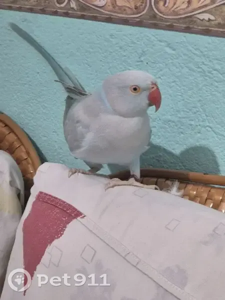 Pássaro encontrado (brf002598) - photo