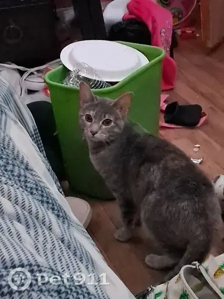 Lost female cat, Hayes Drive, Colorado Springs - grey with yellow eyes - photo