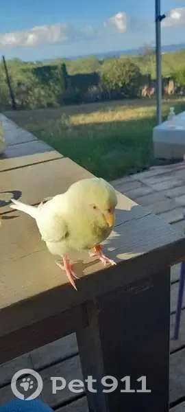 Trouvé oiseau, Rue des Engagés, La Saline les Bains - perruche jaune - photo