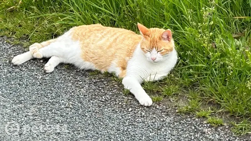 Chat perdu, Lussat, Gouzon - mâle roux et blanc - photo
