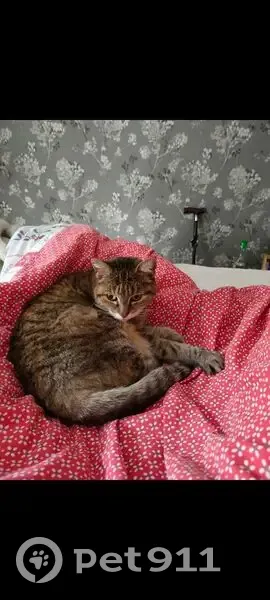 Chat perdu, Impasse des 4 Vents, Lagord - Duchesse, robe rayée noire et marron - photo