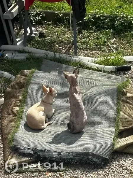 Perdido gato hembra, Carrer de Frederic Mompou, Calafell - sin pelo - photo